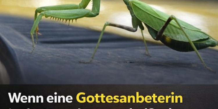Wenn eine Gottesanbeterin in Ihr Haus kommt, bedeutet das nur eines: Sie überbringt eine wichtige Botschaft.
