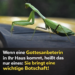 Wenn eine Gottesanbeterin in Ihr Haus kommt, bedeutet das nur eines: Sie überbringt eine wichtige Botschaft.