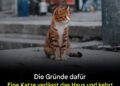 Warum verlassen Katzen ihr Zuhause und kommen nicht zurück