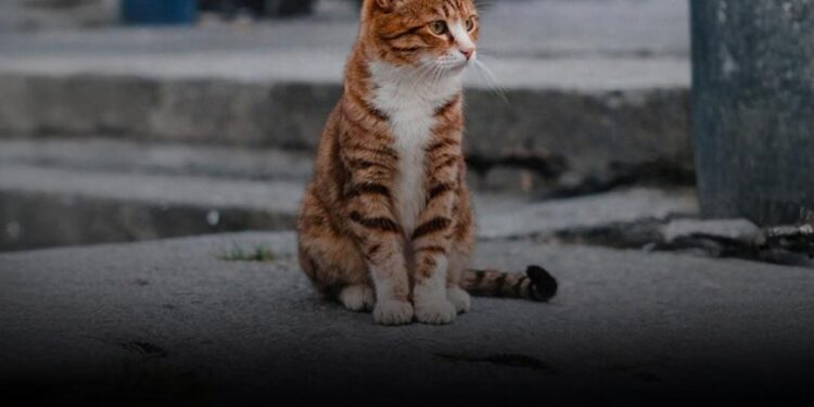 Warum verlassen Katzen ihr Zuhause und kommen nicht zurück