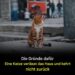 Warum verlassen Katzen ihr Zuhause und kommen nicht zurück