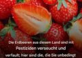 Die Erdbeeren aus diesem Land sollte man unbedingt meiden