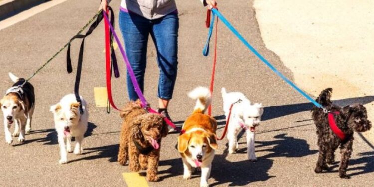 Warum Hunde Menschen beschnüffeln: Eine natürliche Erklärung