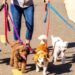 Warum Hunde Menschen beschnüffeln: Eine natürliche Erklärung