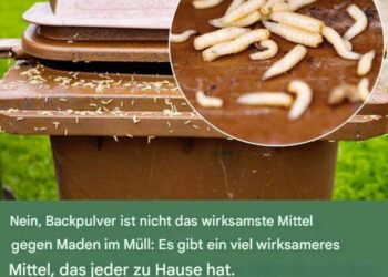 Maden im Müll: 3 Tipps, um sie loszuwerden