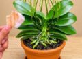 Legt man ein Stück davon unter eine Orchidee, sprießen 100 neue Triebe und die Pflanze blüht das ganze Jahr über!